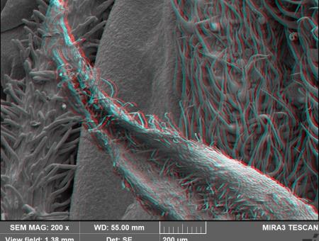 Promítání: Padouchové mikrosvěta 3D