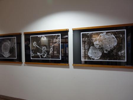 Výstava padouchů mikrosvěta - snímky z elektronového mikroskopu v Malé galerii VÚVeL