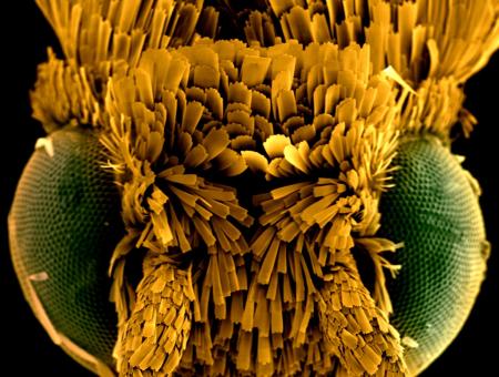 Přijďte se ponořit do fascinujícího světa virů zobrazeného elektronovými mikroskopy!